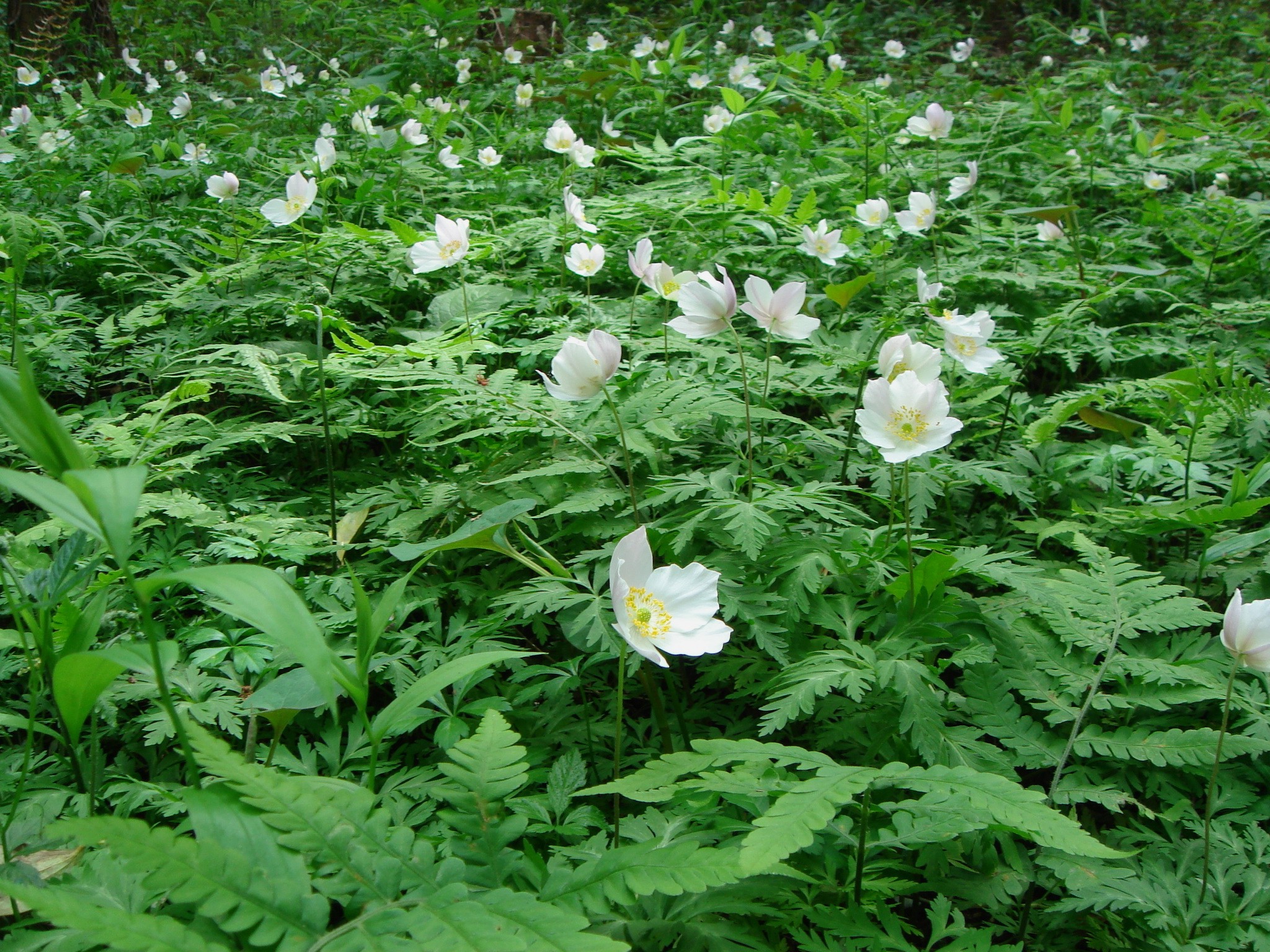 Anemone nikoensis Maximovicz